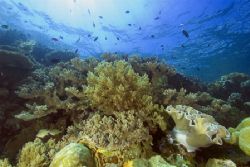 Wakatobi Reef Scene by Karl Dietz 